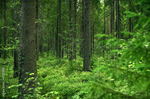 Fototapeta Naklejka Na Ścianę i Meble -  A deep green forest with firs and pines