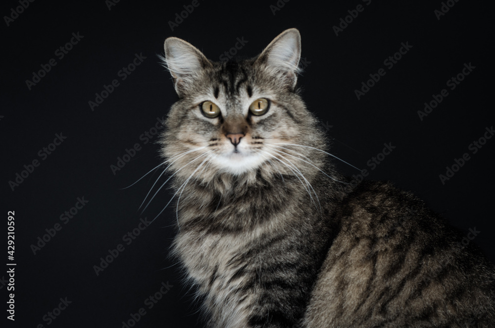 portrait of a cat portrait of a cat