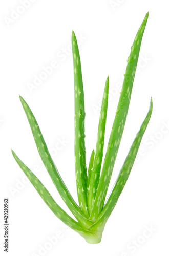Macro or Close up fresh Aloe vera tree with water drops on Aloe vera isolated on white background, Suitable for product design.