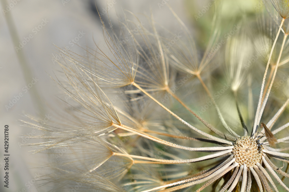 Common salsify