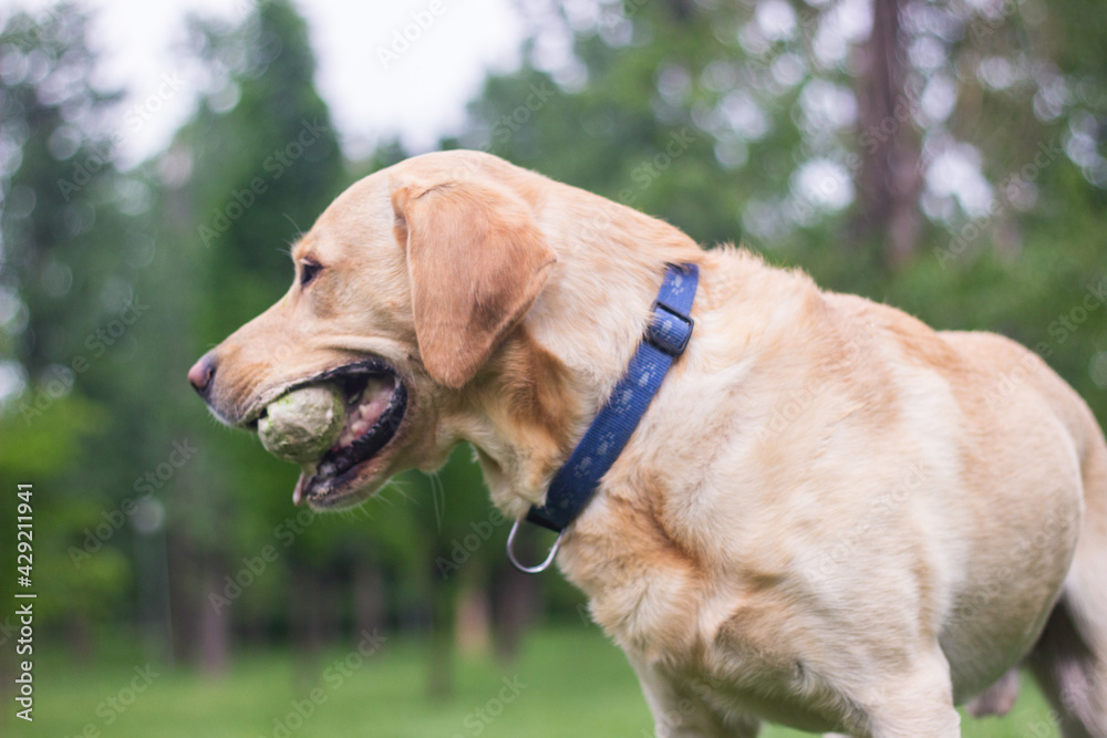 Beautiful labrador retriever dog playing in the park Beautiful labrador retriever dog playing in the park