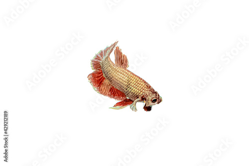 Close up of a red gold color Siamese fighting fish (Big Ear) or Dumbo betta isolated on white background.