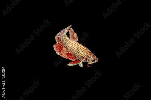 Close up of a red gold color Siamese fighting fish (Big Ear) or Dumbo betta isolated on black background.