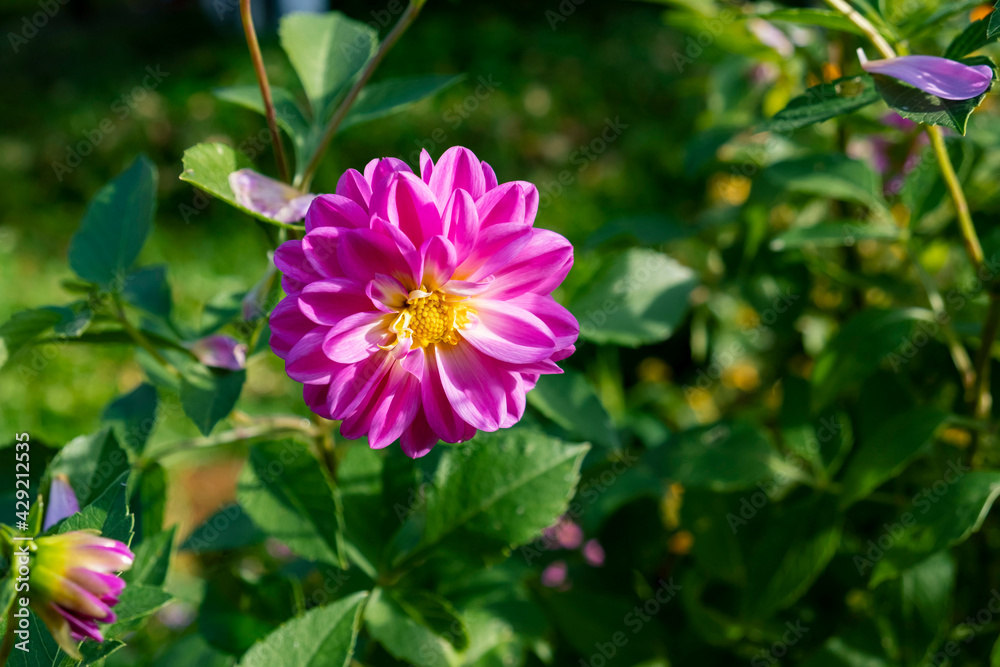 Bright pink dahlia flowers in the garden close up, a bee pollinates a flower Bright pink dahlia flowers in the garden close up, a bee pollinates a flower