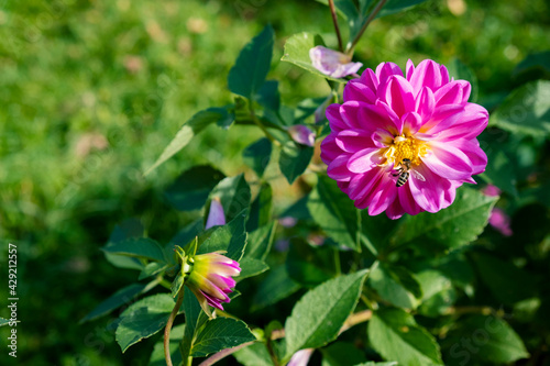 Fototapeta Naklejka Na Ścianę i Meble -  Bright pink dahlia flowers in the garden close up, a bee pollinates a flower