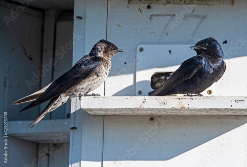 Purple Martin family