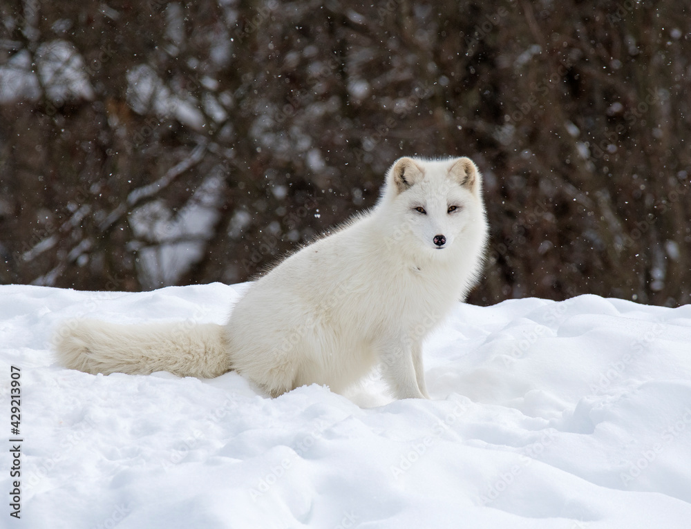 Obraz premium Arctic Fox in the snow