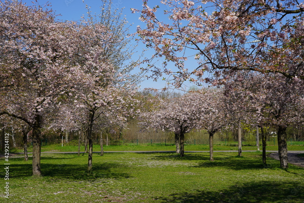 Sonnige Kirschblütenlandschaft am Berliner Mauerweg in der Wollankstraße Sonnige Kirschblütenlandschaft am Berliner Mauerweg in der Wollankstraße