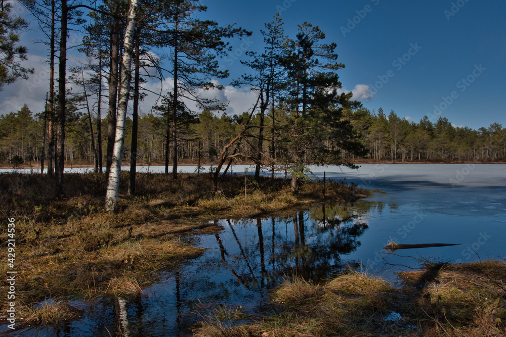 On a sunny spring day, against the background of a pine forest under a blue sky with clouds, a stream flows into a frozen swamp through moss and grass.