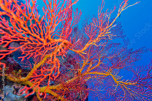 Sea Fan, Sea Whips, Gorgonian, Coral Reef, Bunaken National Marine Park, Bunaken, North Sulawesi, Indonesia, Asia