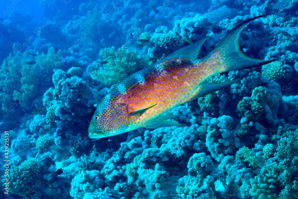 Obraz premium Coral Reef Grouper, Coral Reef, Red Sea, Egypt, Africa