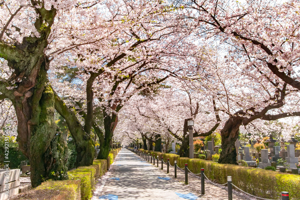 青山霊園の満開の桜並木 青山霊園の満開の桜並木