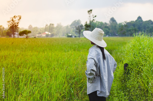 The farmer stood looking at the rice plant. Rice fields in thailand. Golden yellow rice. Rice plant disease. farmer standing with a hat photo