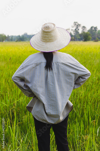 The farmer stood looking at the rice plant. Rice fields in thailand. Golden yellow rice. Rice plant disease. farmer standing with a hat photo