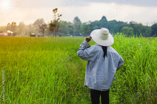 The farmer stood looking at the rice plant. Rice fields in thailand. Golden yellow rice. Rice plant disease. farmer standing with a hat photo