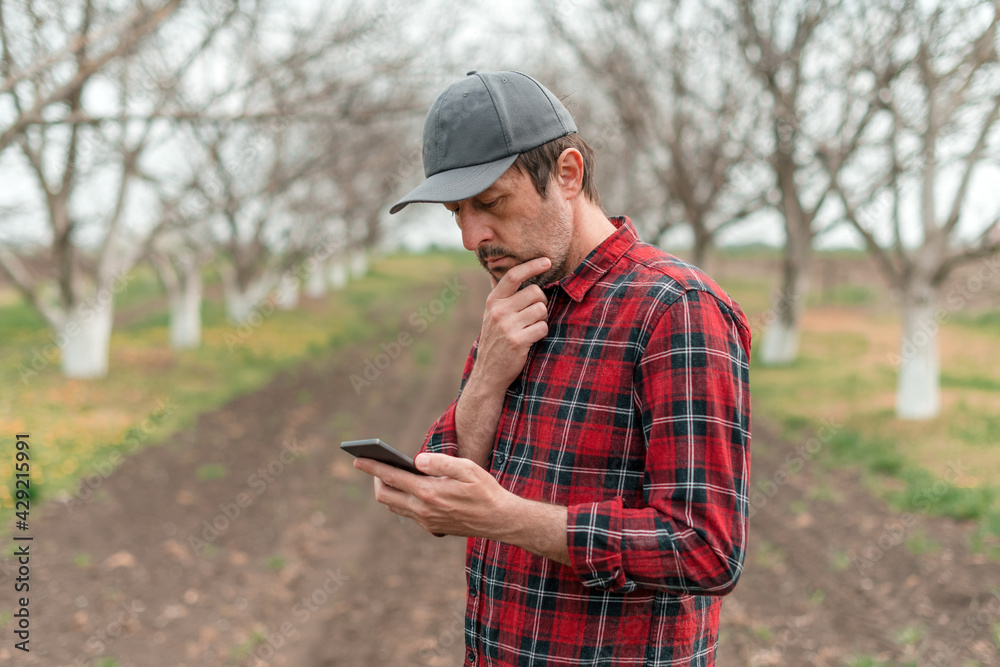 Farmer using mobile smart phone app in walnut fruit orchard, smart farming and modern technology Farmer using mobile smart phone app in walnut fruit orchard, smart farming and modern technology