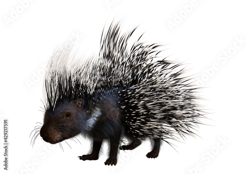3D Rendering Crested Porcupine on White