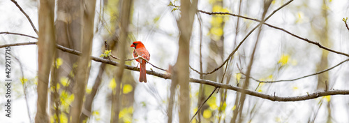 Bright red cardinal