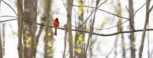 Φωτογραφία Red bird