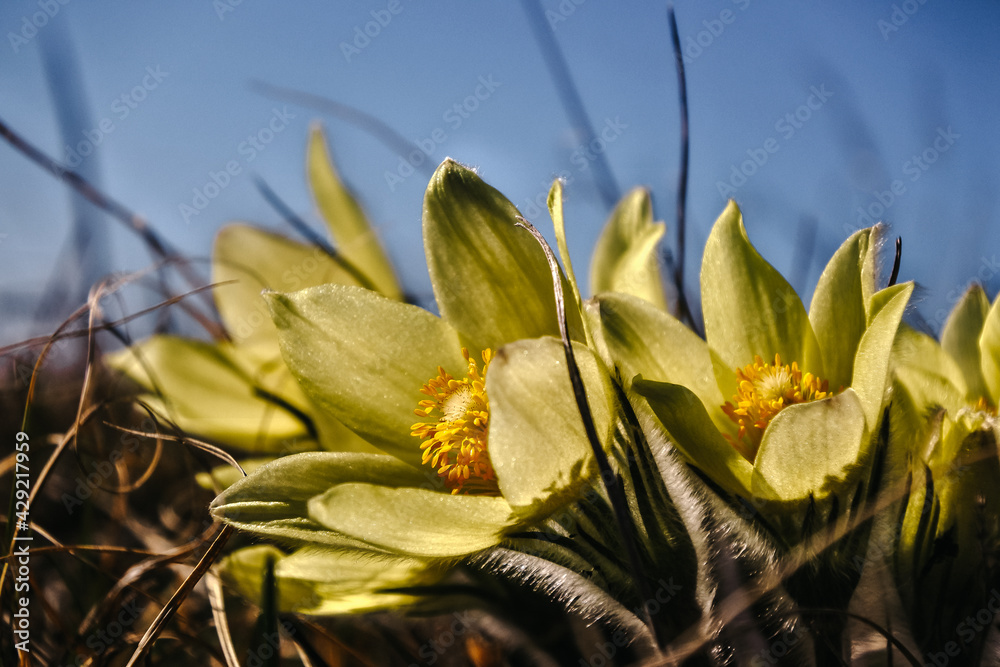 yellow flower in the wind