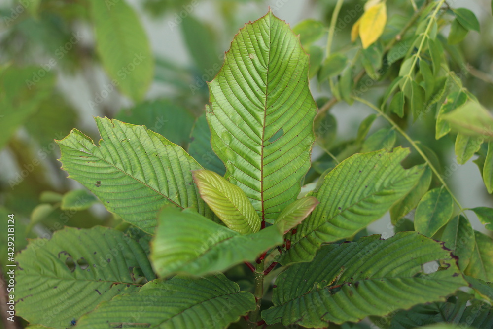 Kratom or Mitragyna Speciosa Plant with Fresh Green Leaves. This Plant is Herbal Medicine in Asia. Close Up Photo with Blurred Effect Background. Kratom or Mitragyna Speciosa Plant with Fresh Green Leaves. This Plant is Herbal Medicine in Asia. Close Up Photo with Blurred Effect Background.