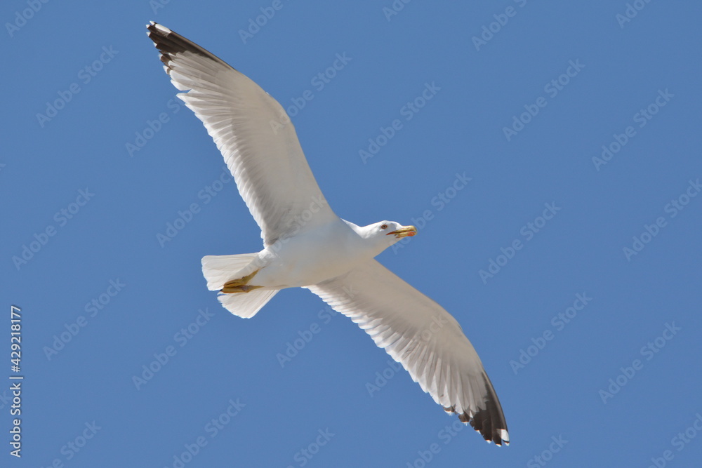 Fototapeta premium gabbiano reale zampegialle (o gabbiano reale mediterraneo) (Larus michahellis Naumann, 1840) 