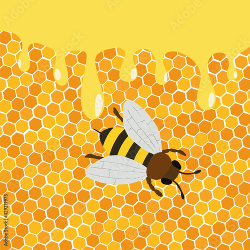 Honey splash dripping sweet drops from bee honeycomb poster for beekeeping honey shop or bakery.