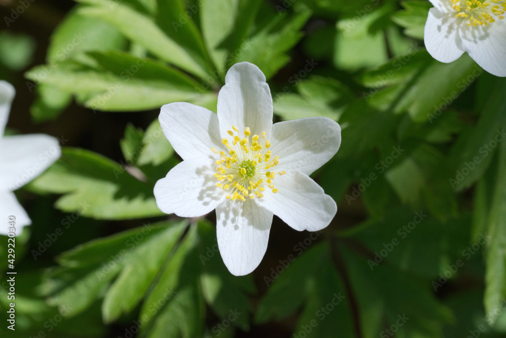 Windflower close up, flowering Anemone nemorosa in spring forest, in Finland. Windflower close up, flowering Anemone nemorosa in spring forest, in Finland.