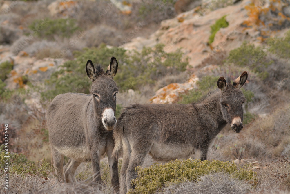 Asinello dell'Asinara, Equus africanus asinus Asinello dell'Asinara, Equus africanus asinus