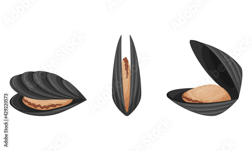 Raw mussels with shells. Exotic sea food. A marine animal. Flat style. Color vector illustration isolated on a white background