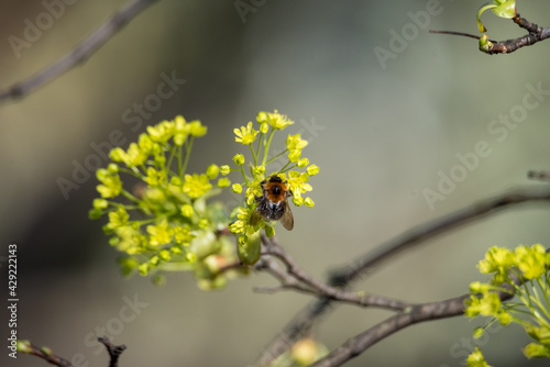 Blossoming linden. Spring in nature, buds and small leaves on the branches of a tree. © PhotoRK
