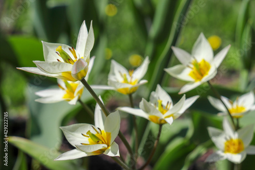 Fototapeta Naklejka Na Ścianę i Meble -  Tulip Turkestanica, with white petals and yellow middle with green background, close up