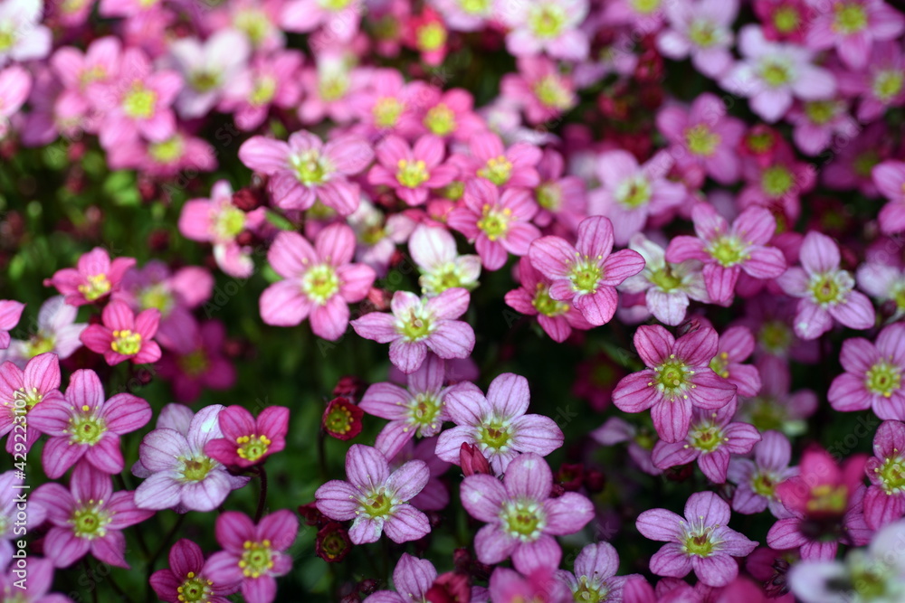 Rote Steinbrechblüten im Frühling Rote Steinbrechblüten im Frühling