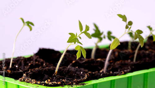 Tomato seedlings in pots on a white background.