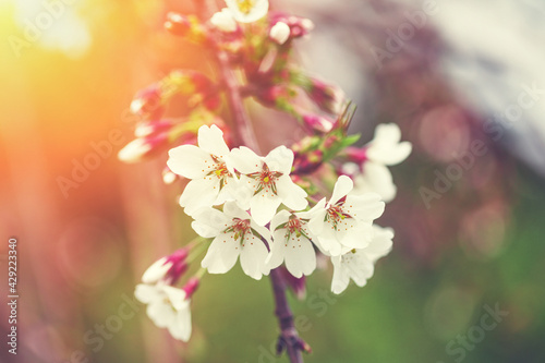 Blooming fruit tree branch, floral spring background, white flowers card