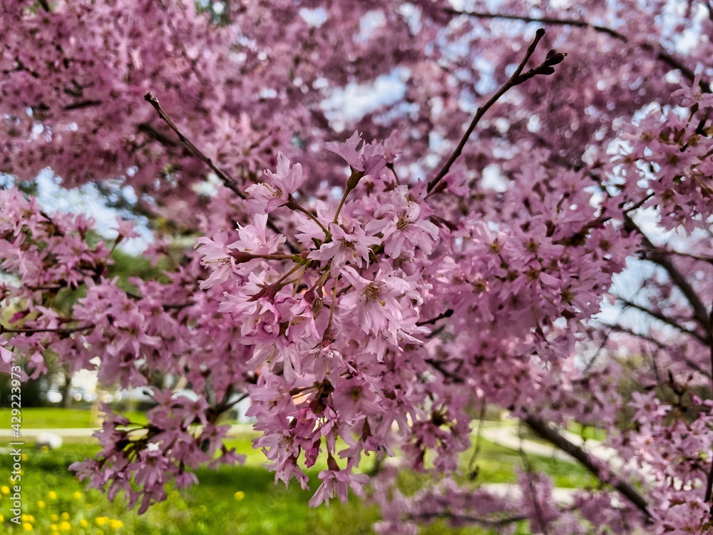 Frühling Frühling