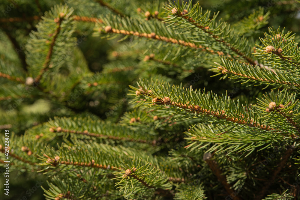 branches of a fir tree