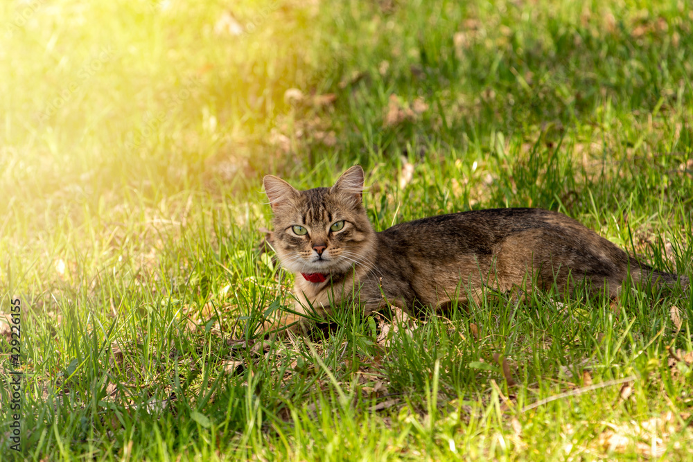 A happy cat is lying in the green  grass