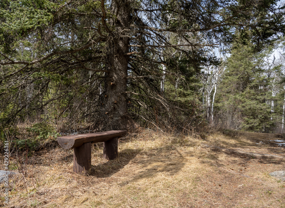 A rustic park bench sitting under a large white spruce tree in a boreal forest. The spring grass is still brown. A rustic park bench sitting under a large white spruce tree in a boreal forest. The spring grass is still brown.