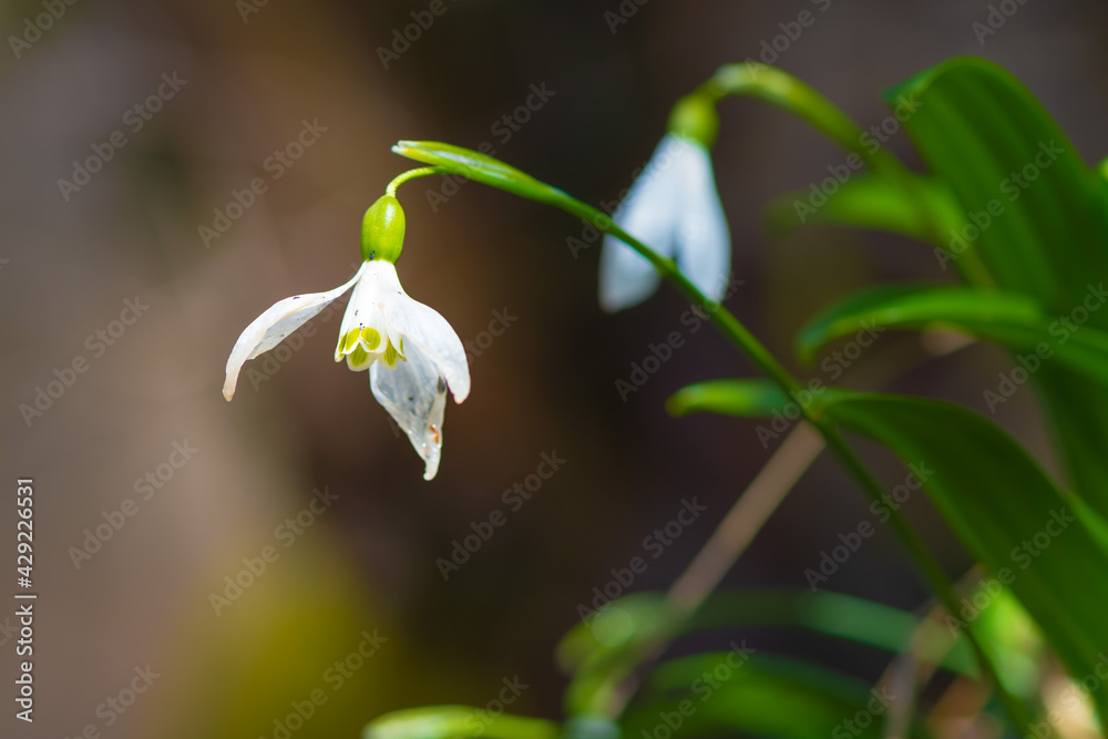 snowdrops - one of first spring flowers in the forest snowdrops - one of first spring flowers in the forest