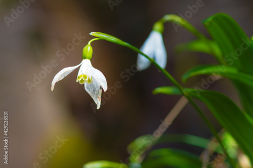 snowdrops - one of first spring flowers in the forest © khapugin