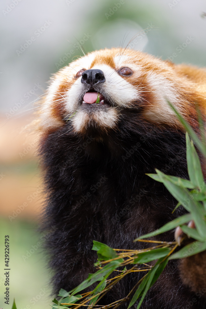 Naklejka premium The red panda lives in the mountains from southwest China to the Himalayas.