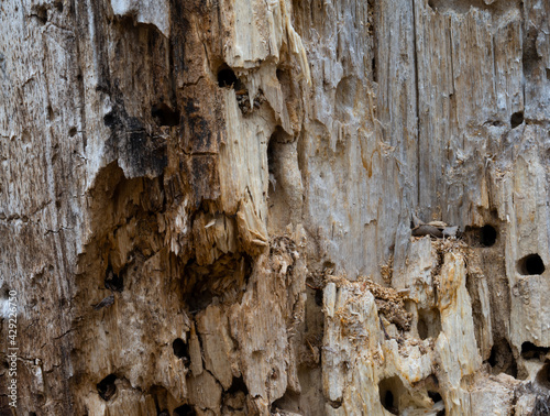 Close up of tree damaged by insects and woodpeckers with splinters of wood.