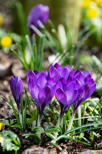 Obraz na plátně Mixed combination crocus and winter aconite flowering in the early spring garden