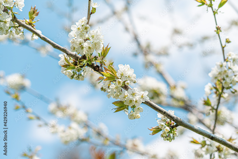 Obraz premium White blooming spring tree against the sky.