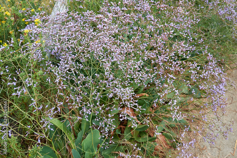 Obraz premium Limonium narbonense 