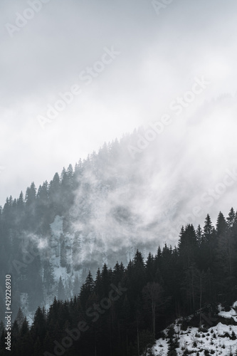 Mouvement rapide du brouillard au coeur d'une forêt suisse