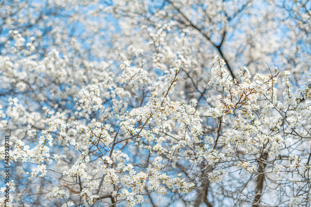 White blooming spring tree against the sky.