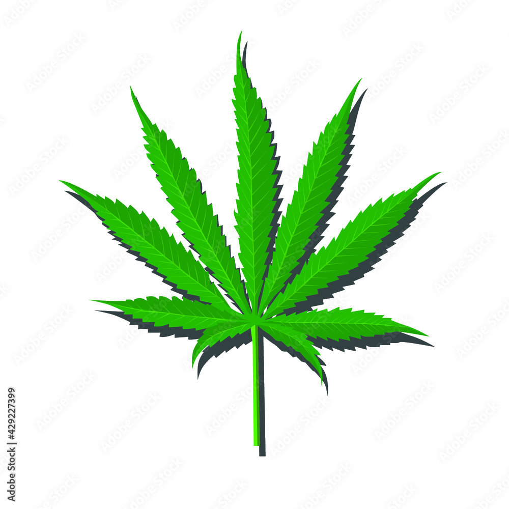 Marijuana on white background Marijuana on white background