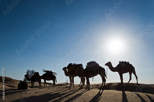 Silhouette of a caravan of camels in the dunes of Sahara, South Tunisia © Delphotostock